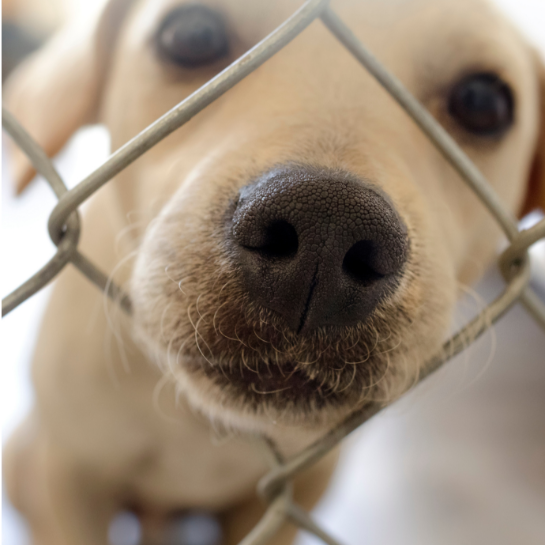 https://vetsplusmore.co.za/wp-content/uploads/2021/09/animal_rescue.png