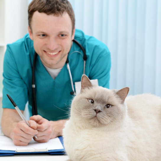 https://vetsplusmore.co.za/wp-content/uploads/2021/09/our_packages.png