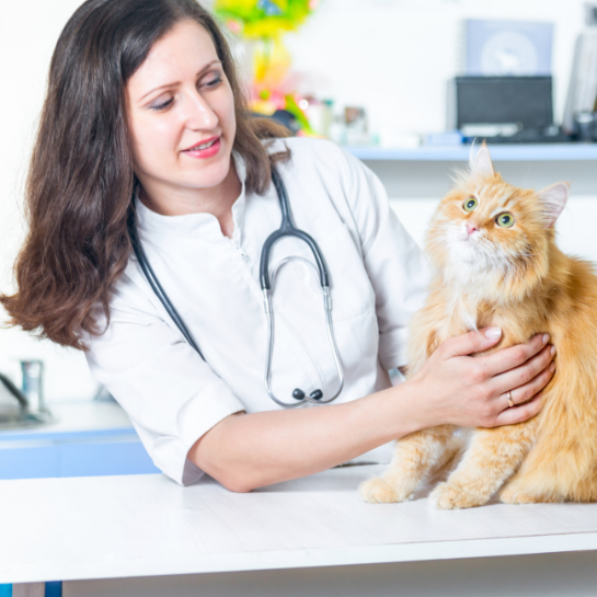 https://vetsplusmore.co.za/wp-content/uploads/2021/09/vet_clinic.png